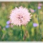 Pusteblume