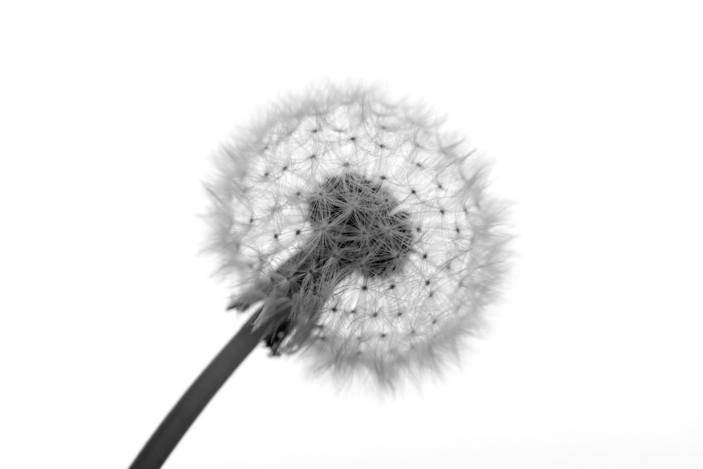 pusteblume