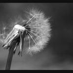 Pusteblume . . .