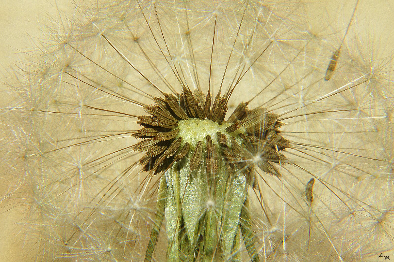 Pusteblume