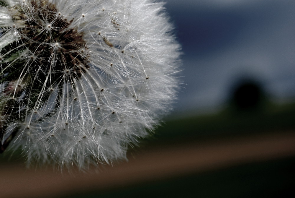 Pusteblume