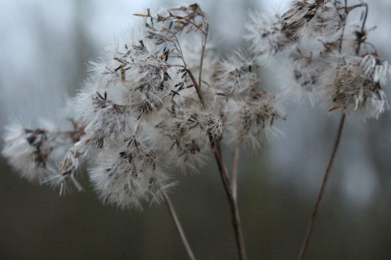 Pusteblume