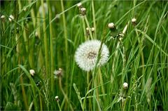 Pusteblume