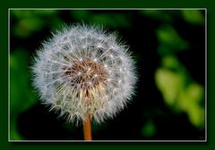 -Pusteblume-