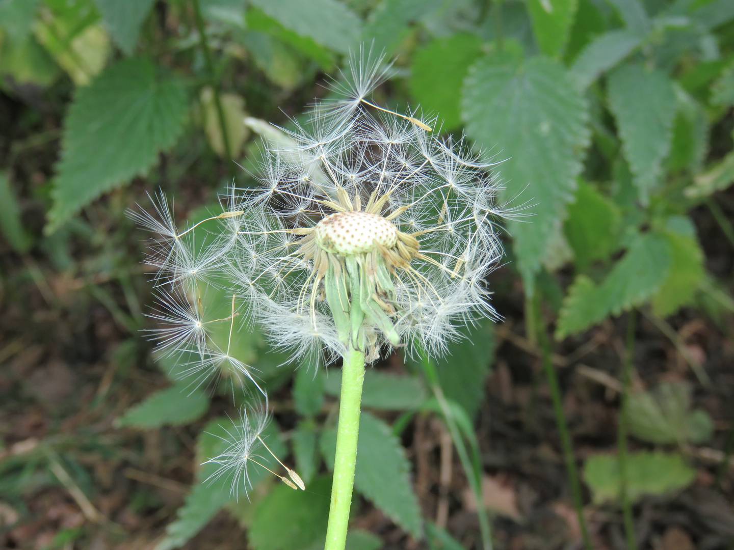 Pusteblume