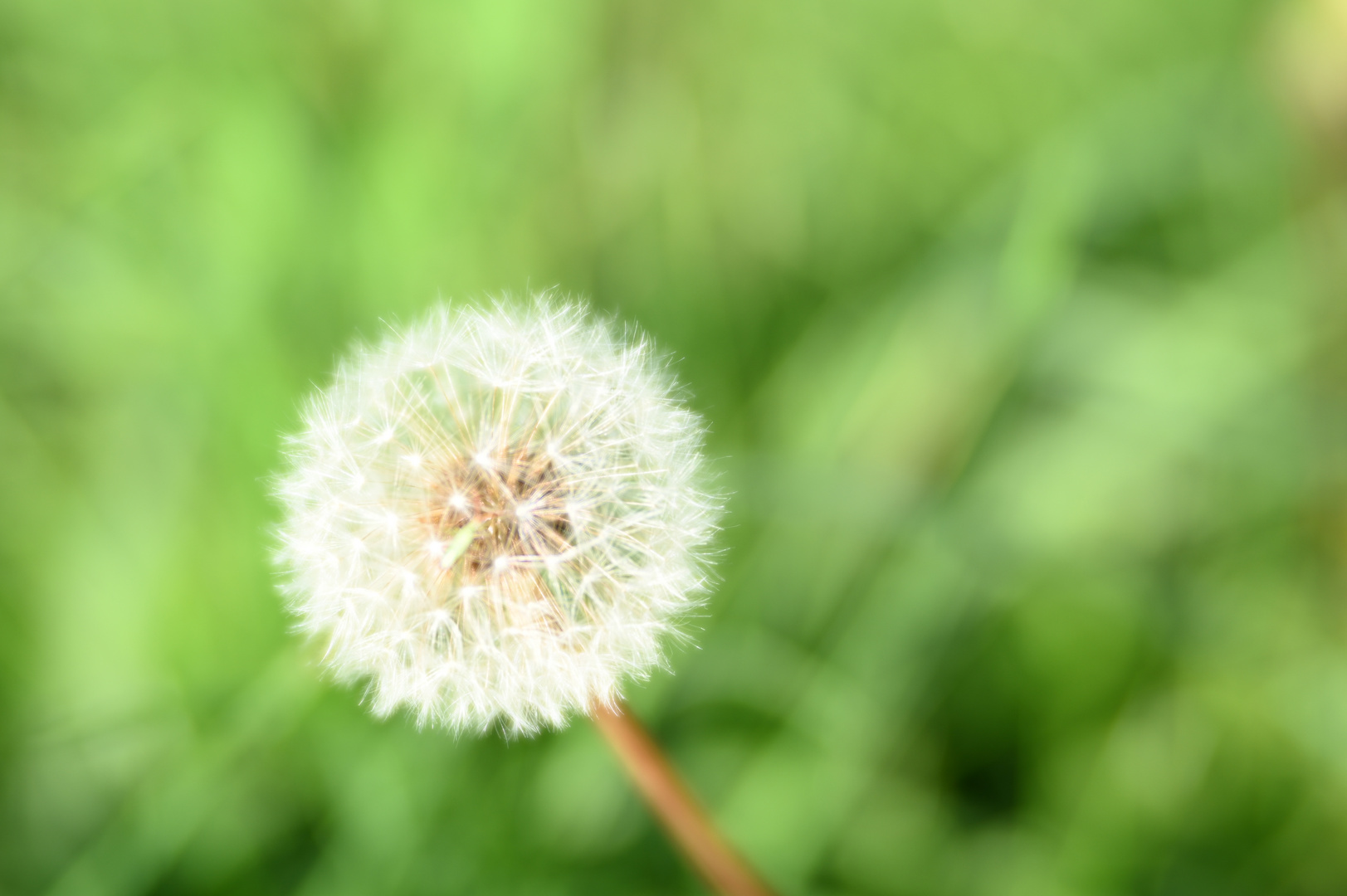 Pusteblume