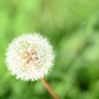 Pusteblume