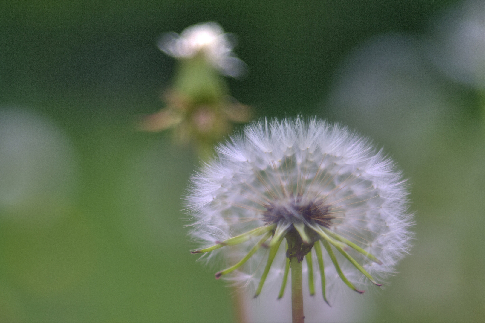 Pusteblume