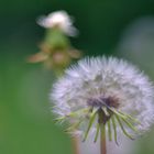 Pusteblume