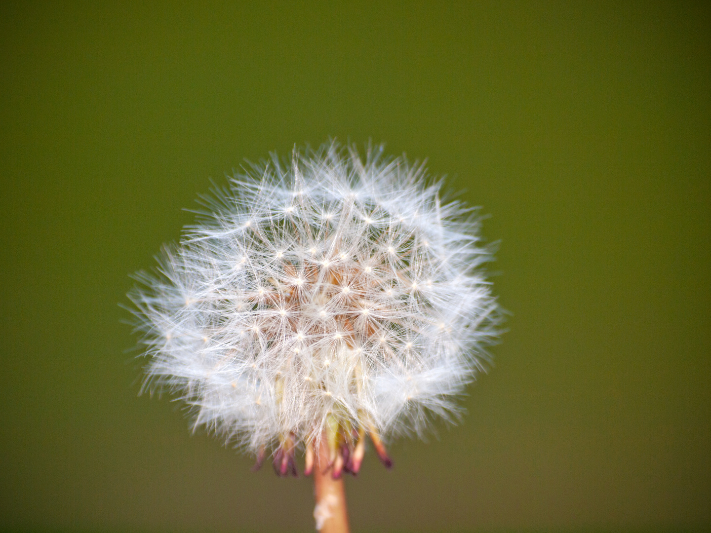 Pusteblume