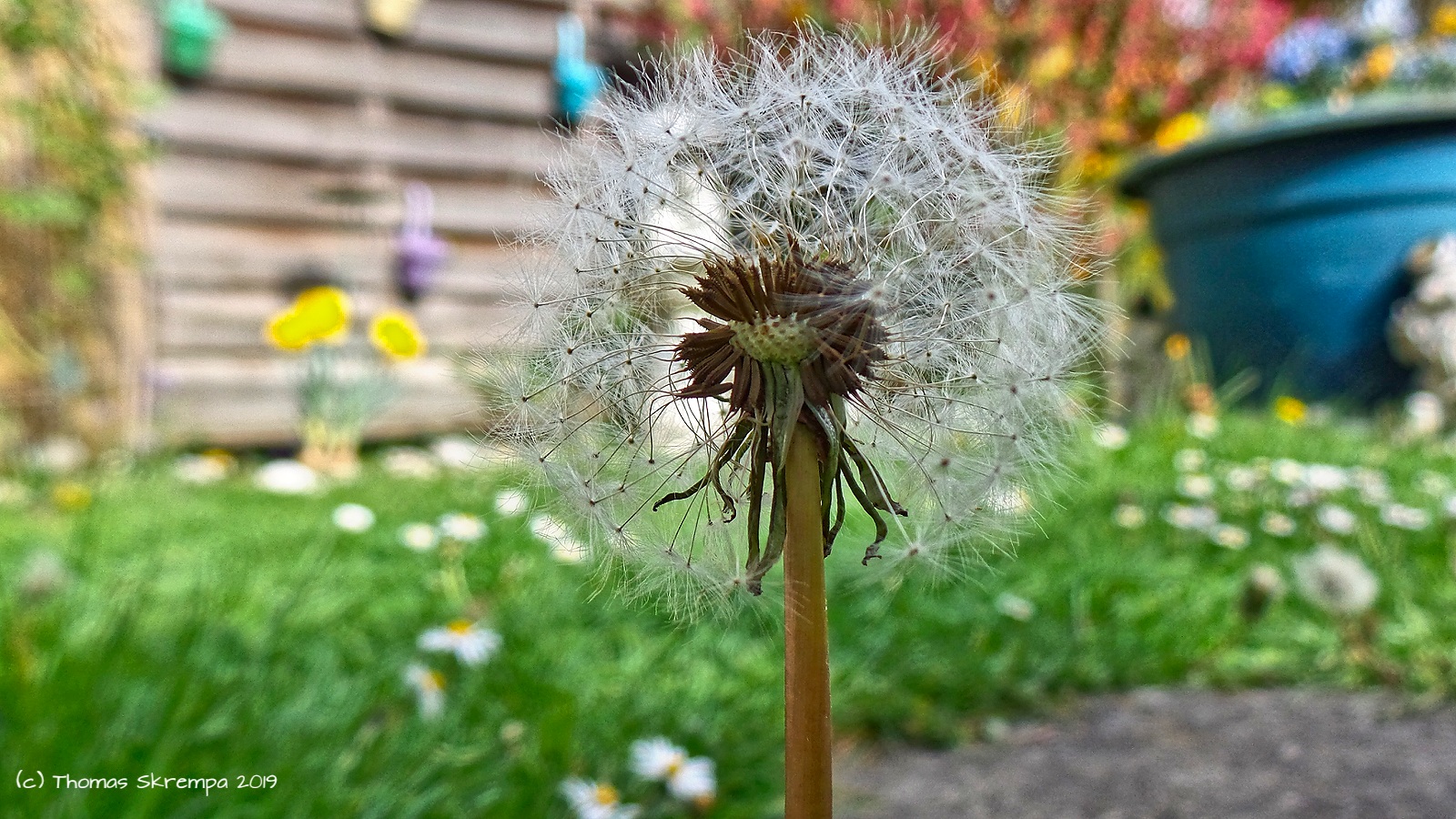 Pusteblume