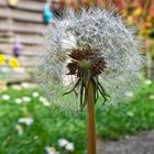 Pusteblume