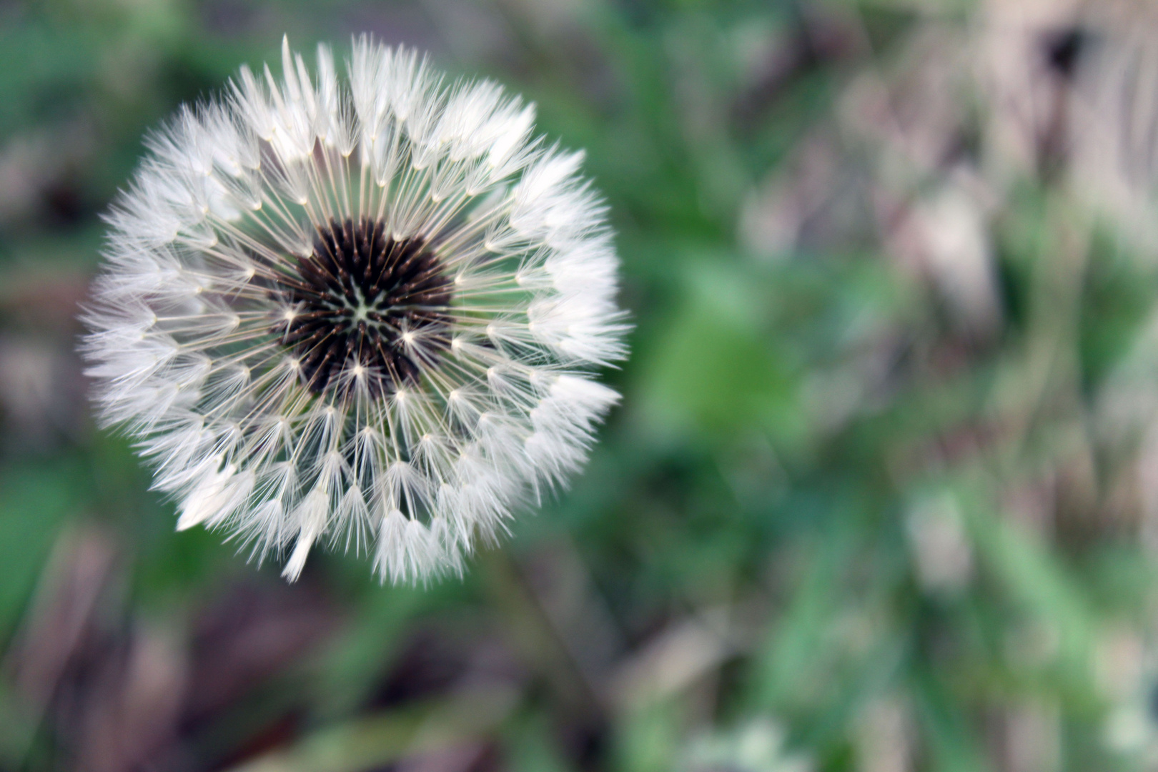 Pusteblume