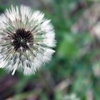 Pusteblume