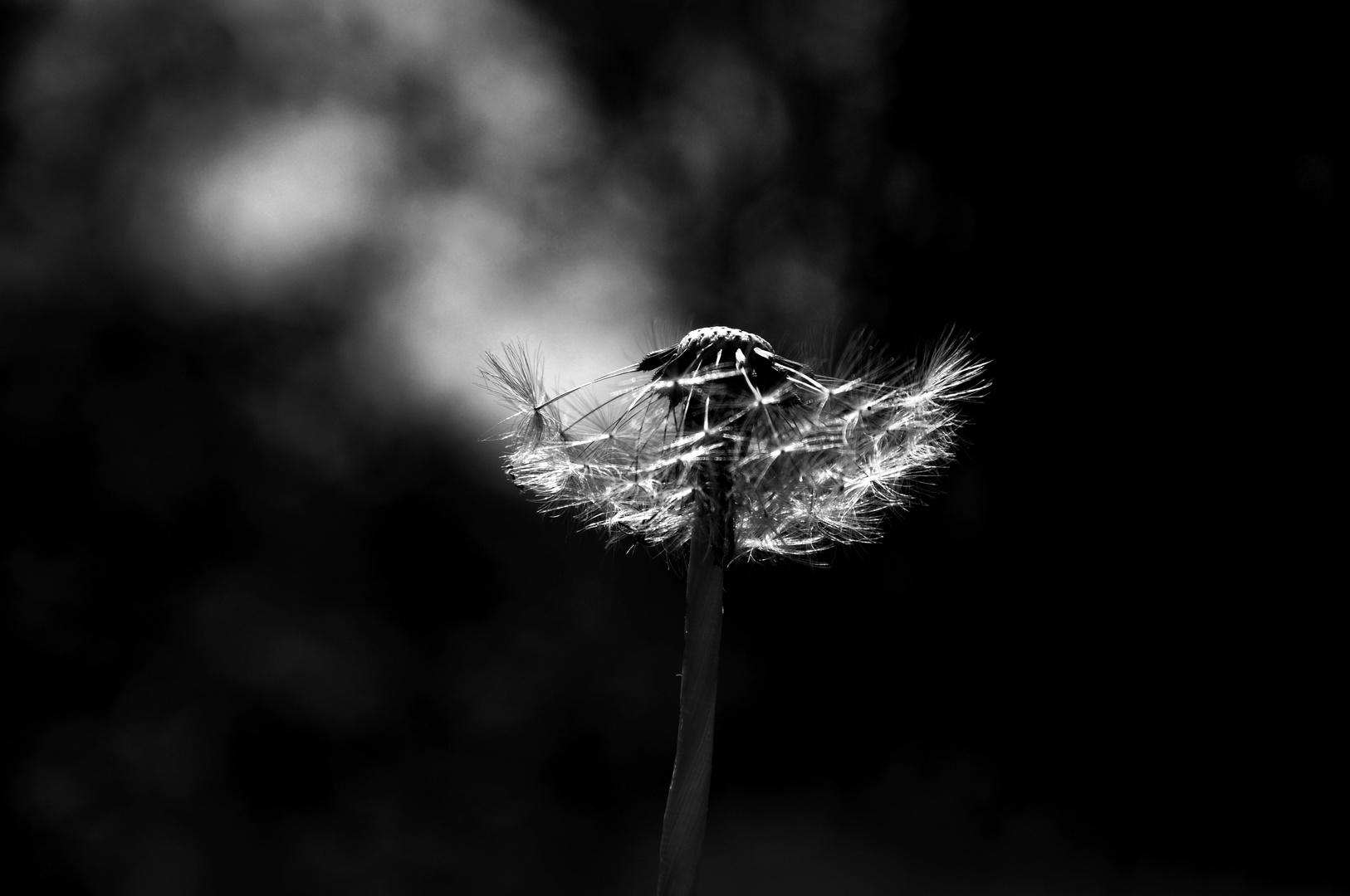 Pusteblume