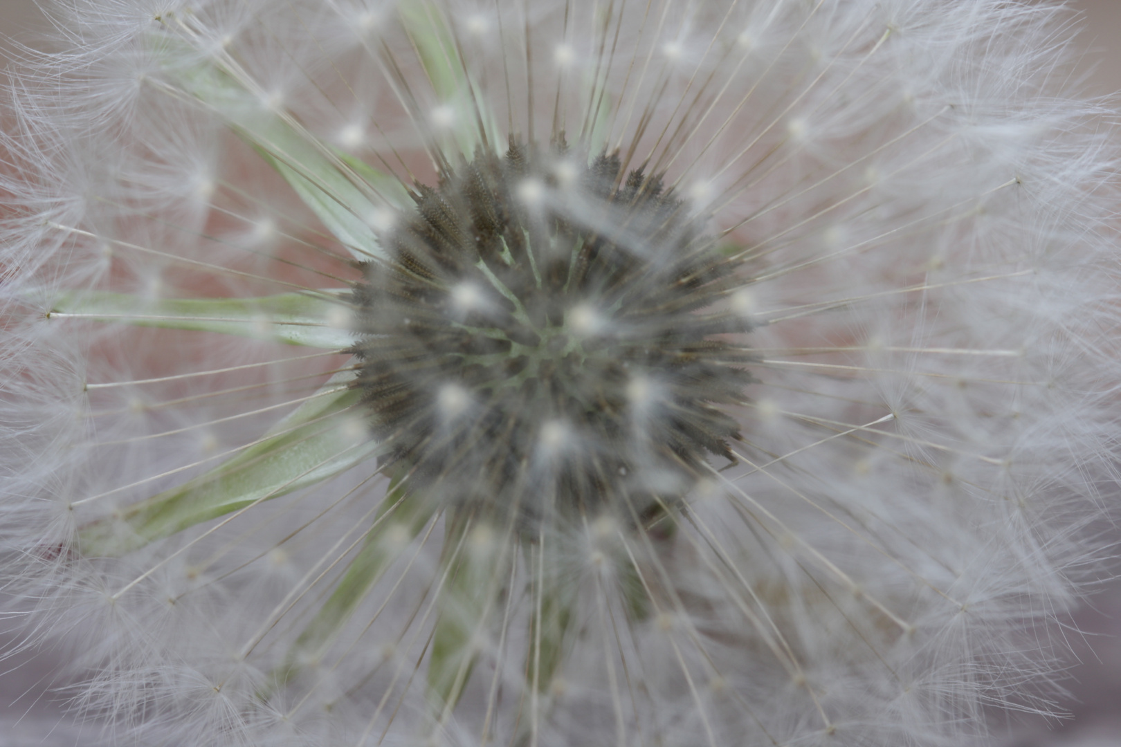 Pusteblume