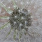 Pusteblume