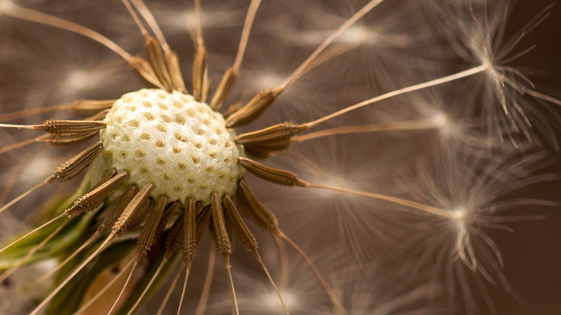 Pusteblume...