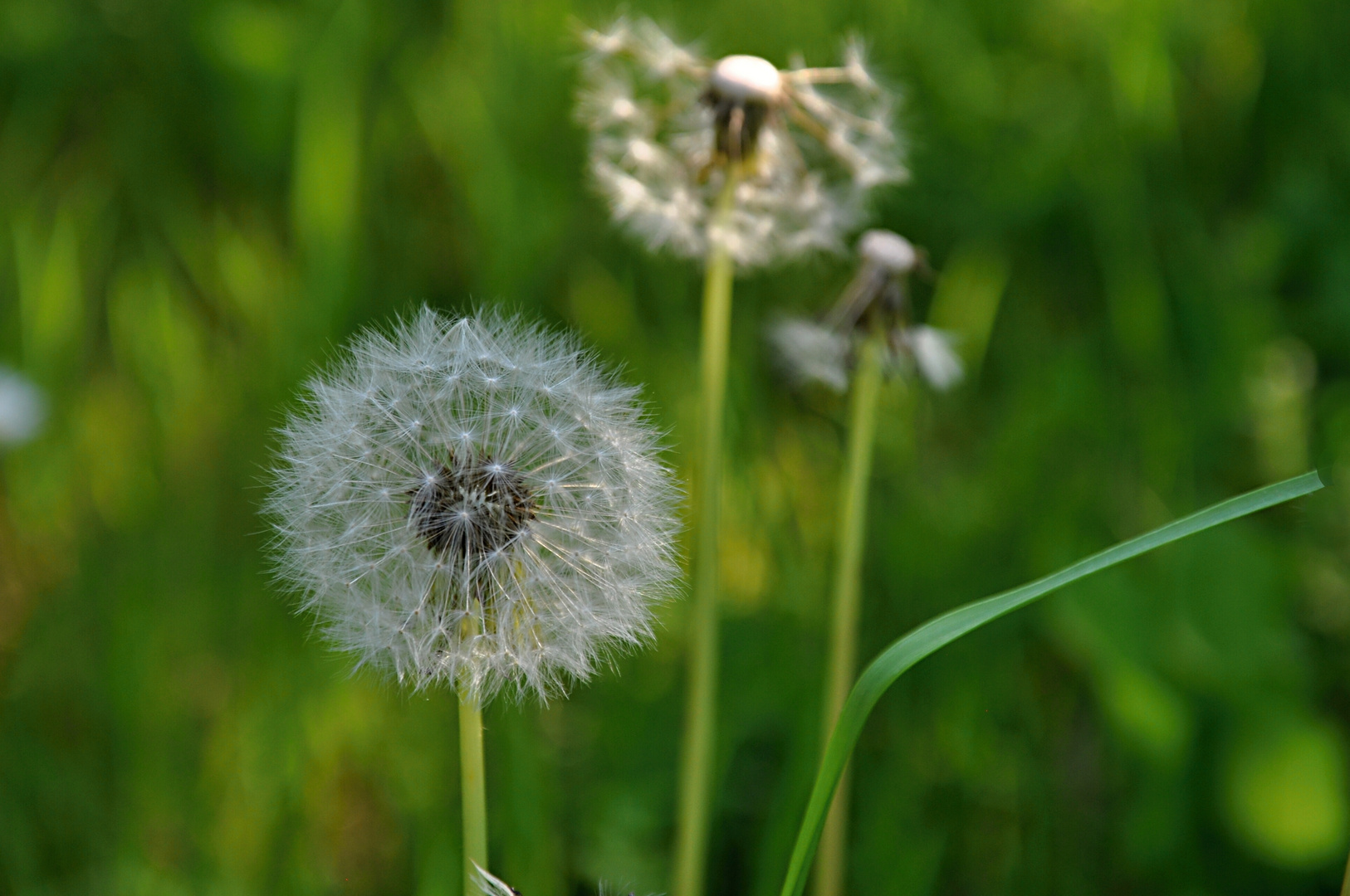 Pusteblume