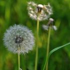 Pusteblume