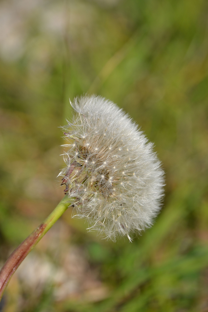 pusteBlume