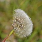 pusteBlume