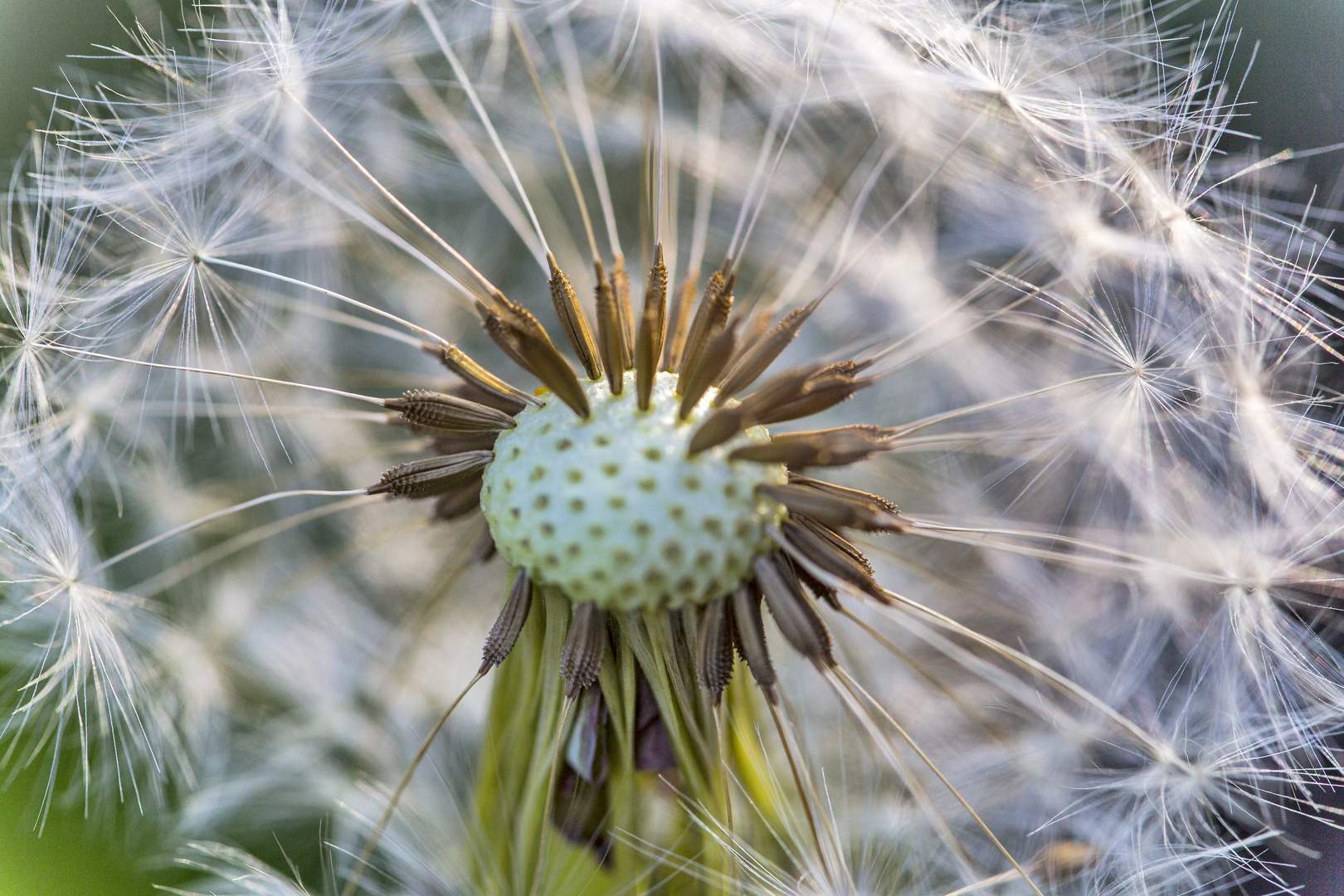 Pusteblume