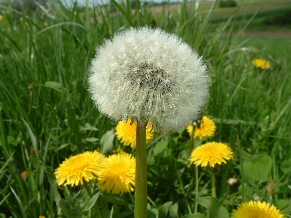 Pusteblume