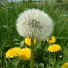 Pusteblume