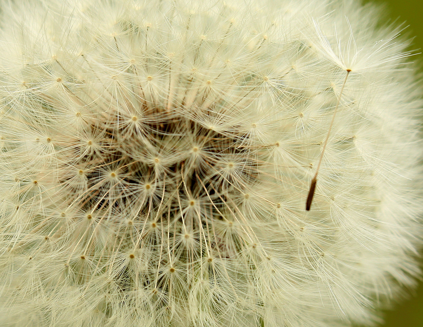 Pusteblume