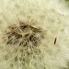 Pusteblume