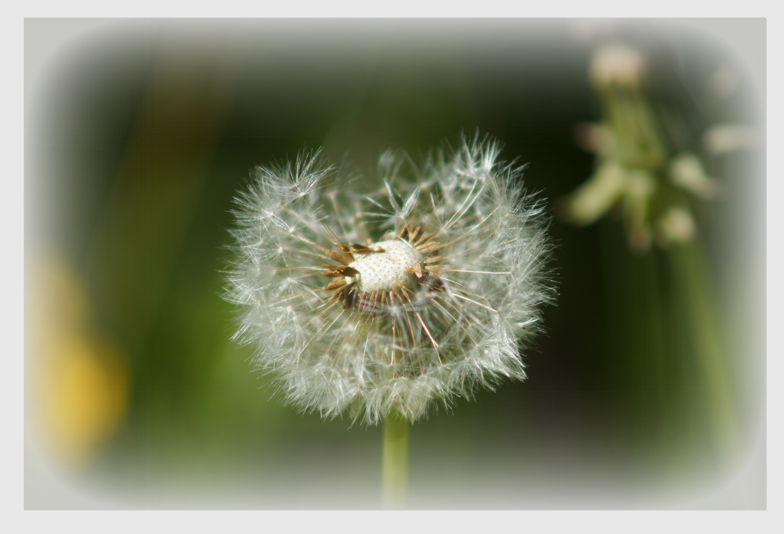 Pusteblume