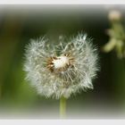 Pusteblume