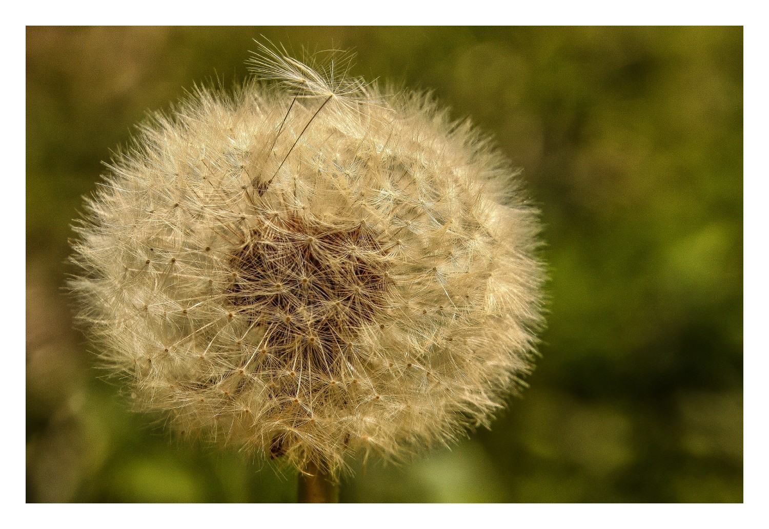 Pusteblume