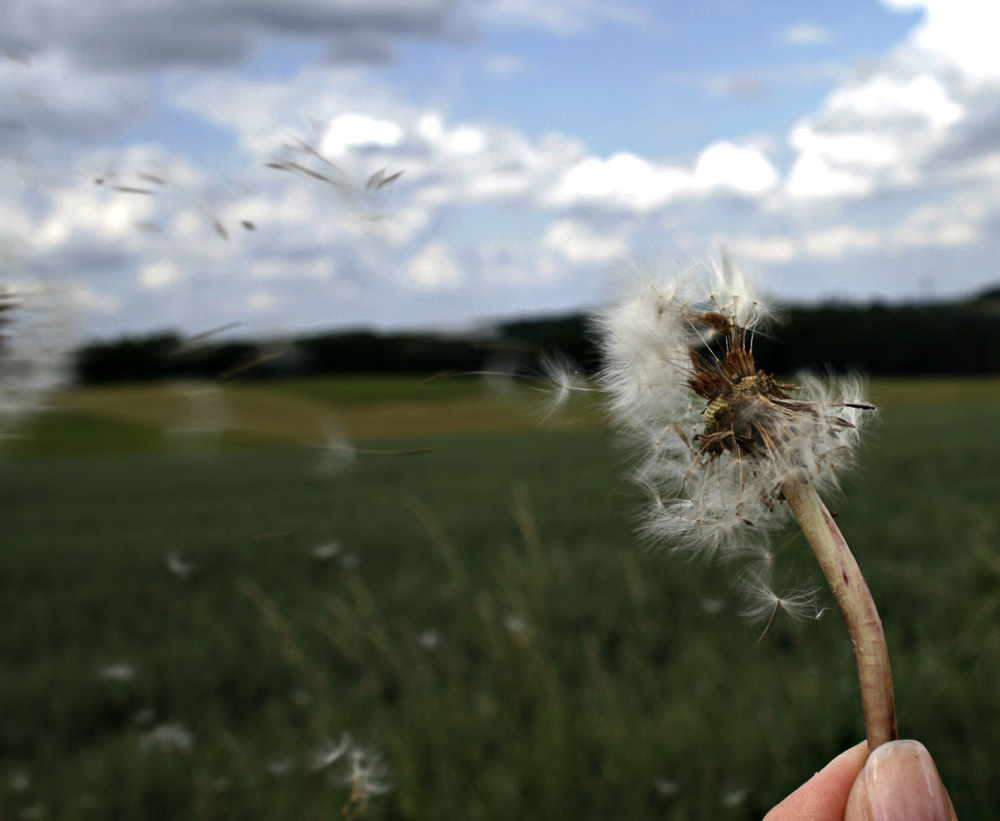 Pusteblume