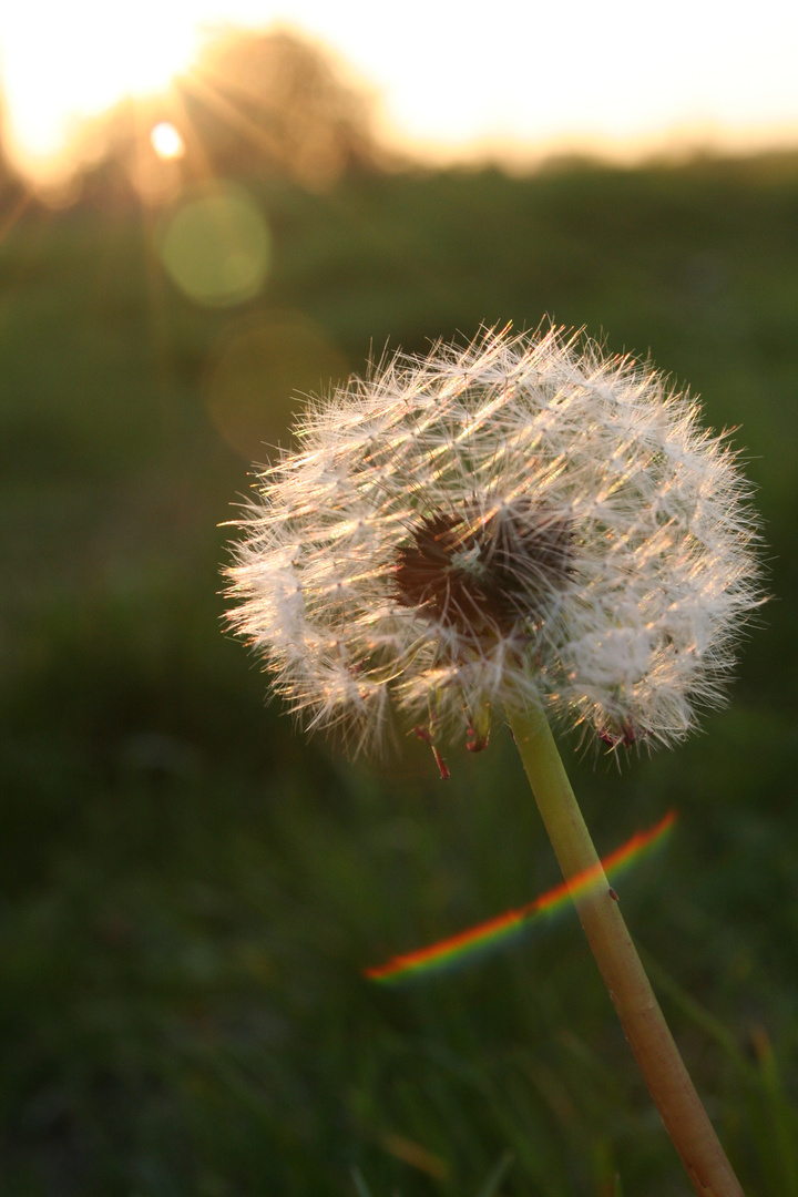 Pusteblume