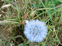 Pusteblume