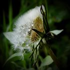 Pusteblume