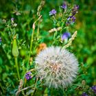 Pusteblume