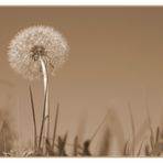 Pusteblume