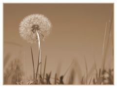 Pusteblume