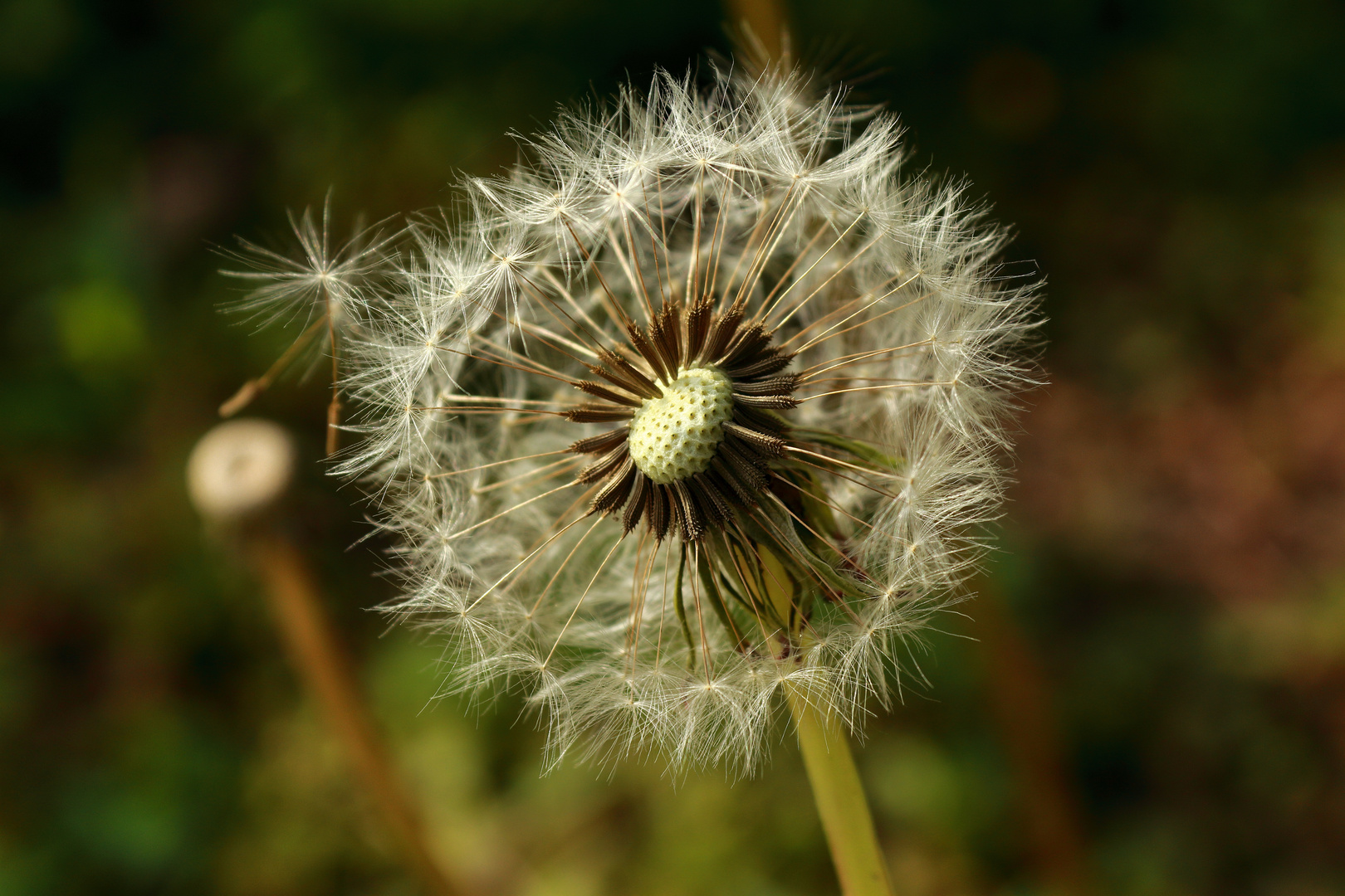 Pusteblume