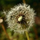 Pusteblume