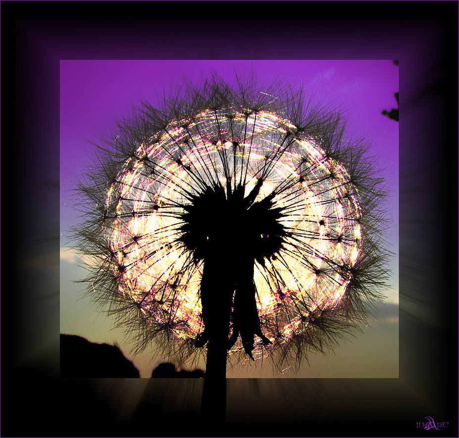 °pusteblume°