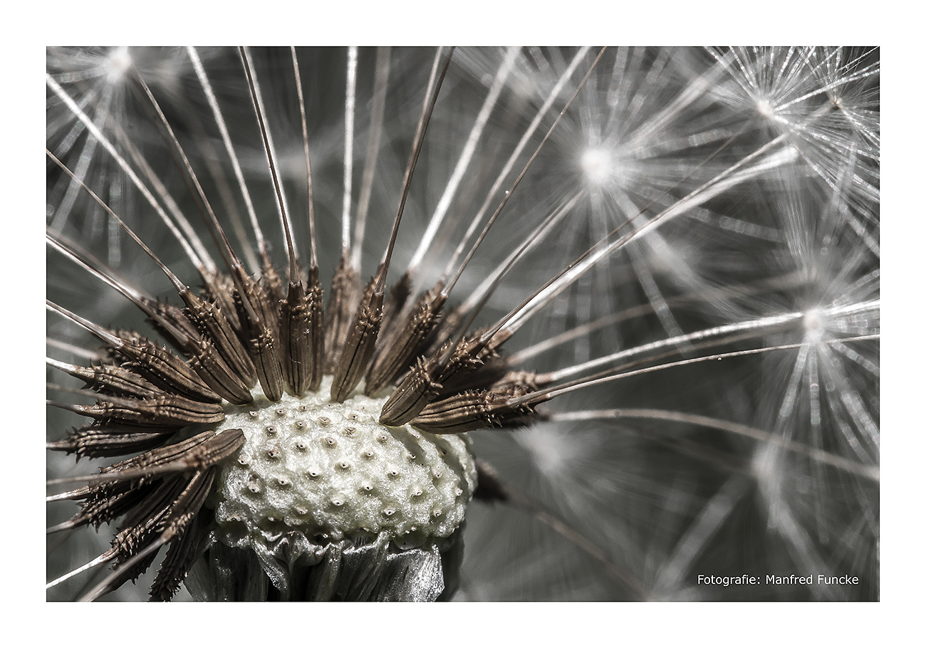 Pusteblume