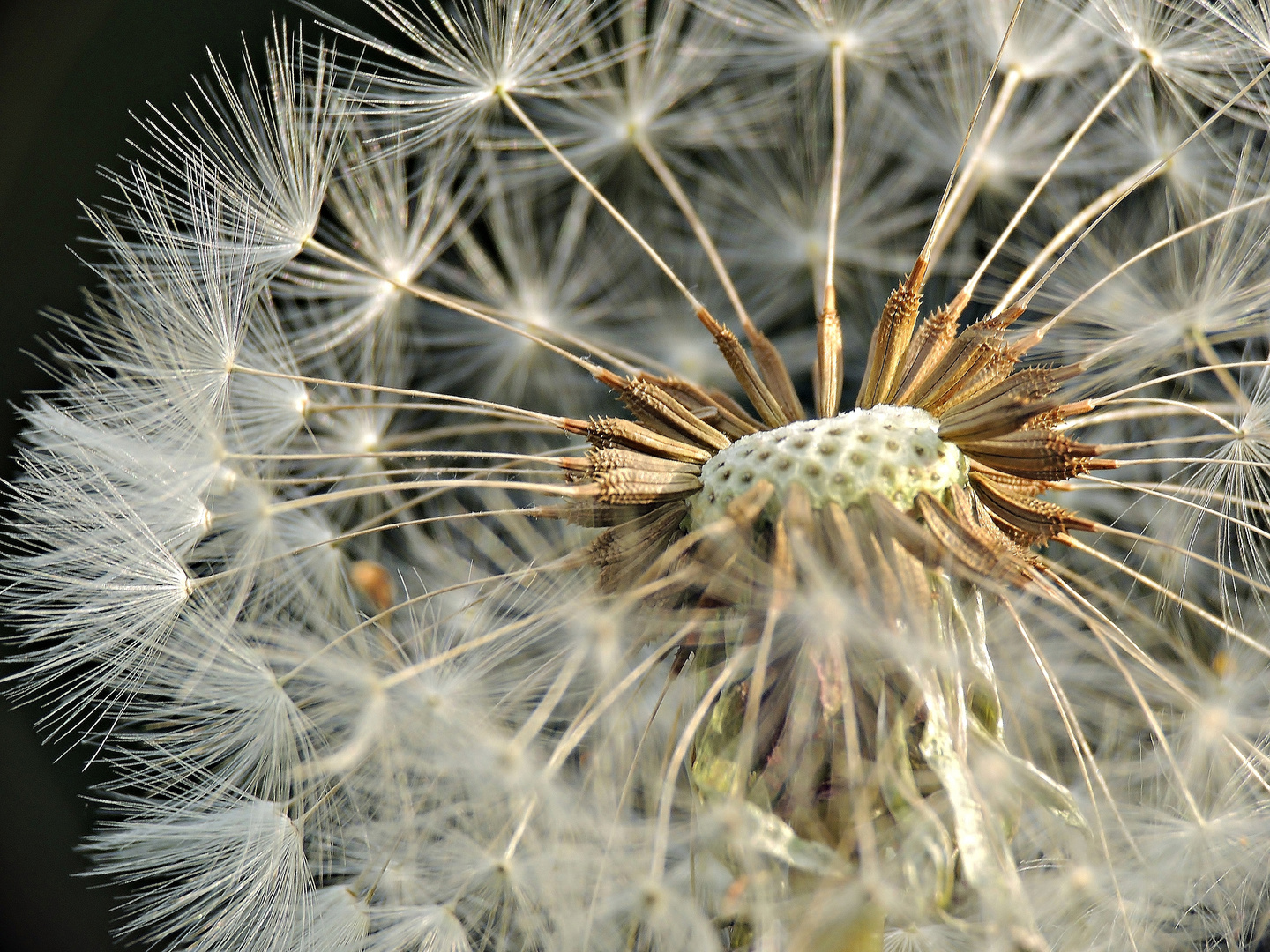 Pusteblume