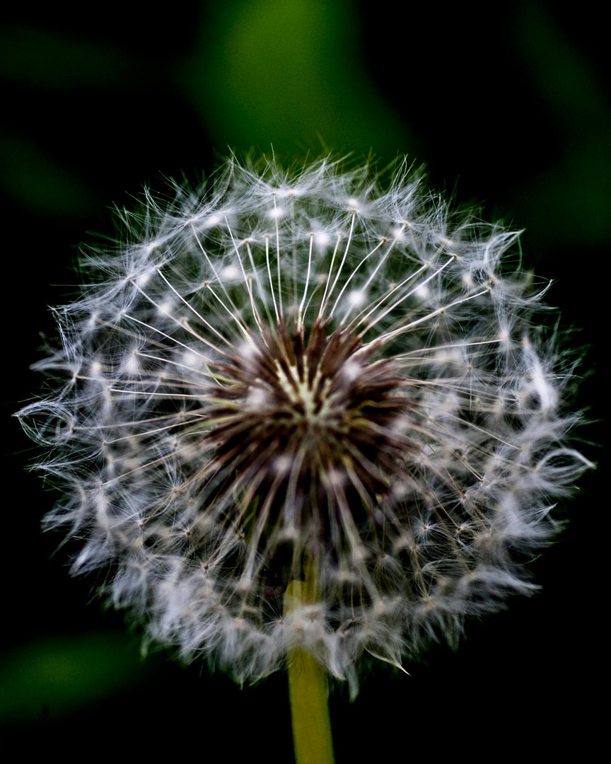 pusteblume