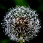 pusteblume