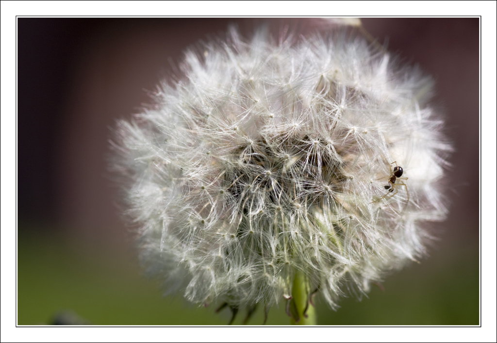 Pusteblume