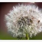 Pusteblume